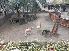 -成都动物园