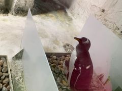 -大连圣亚海洋世界