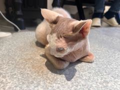-琪喵猫屋·撸猫猫咖·猫舍