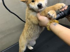 -PETKIT小佩宠物·低压洗护(国顺东路店)