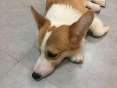 -汪说·狗咖(旺城大厦店)