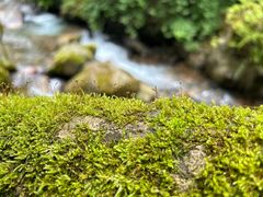-西岭雪山大飞水景区
