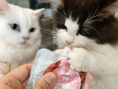 -楼上猫咖(罗湖店)