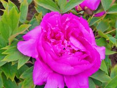 -咸阳湖景区-古渡公园