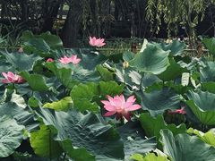 -古塔公园