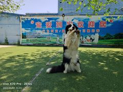 -宠物寄养训练学校