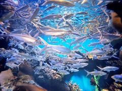 -华夏文旅海洋公园