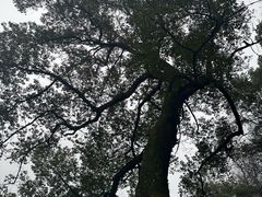 -常德桃花源景区