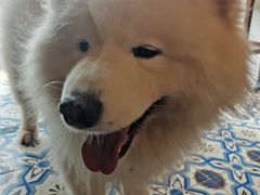 -more than meow吴止猫主题餐厅(承德 中船汇店)