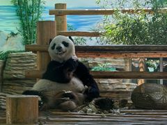 -西霞口神雕山野生动物世界