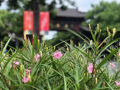 -乌镇东栅景区