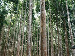 -中国科学院西双版纳热带植物园