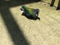 -新加坡飞禽公园