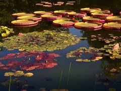 -国家植物园南园