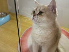 -青奢宠物·青奢猫舍