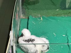-广州长隆飞鸟乐园