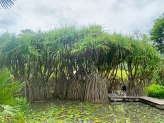 -中国科学院西双版纳热带植物园