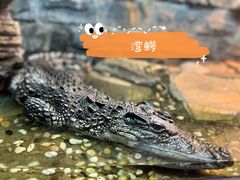 -上海大自然野生昆虫馆(东方明珠·爬宠昆虫探索中心)