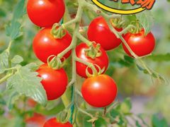 -小鱼草莓采摘园农家乐·小鱼餐厅