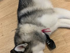 -Husky Go! 哈士奇体验馆·宠物咖啡厅狗咖