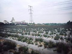 紫颐·香薰山谷-紫颐香薰山谷景区