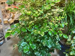 -双季花艺园艺市场(浦东店)