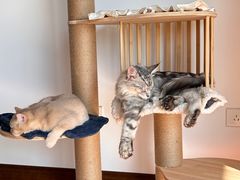 -喵zoo家庭繁育猫舍(尖东智能花园店)