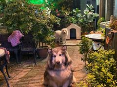 -more than meow吴止猫主题餐厅(承德 中船汇店)