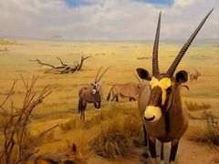 -陕西自然博物馆