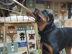 -喵屿·大理花园猫咖