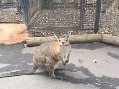 -费瑟代尔野生动物园