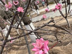 -桃花堤公园