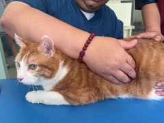 -瑞派申生动物医院·24H夜诊·国际动物医疗中心·骨外科(吴中路店)