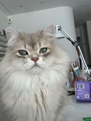 -柚子•猫美睫美甲
