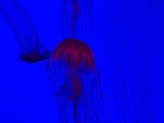 -沈阳海洋探索中心