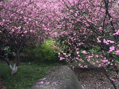 -田园东方蜜桃村的田野营地