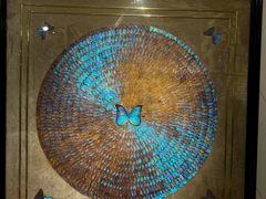 -上海昆虫博物馆