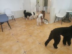 -Let's go狗咖·猫咖·奶狗·桌游(春熙路IFS店)