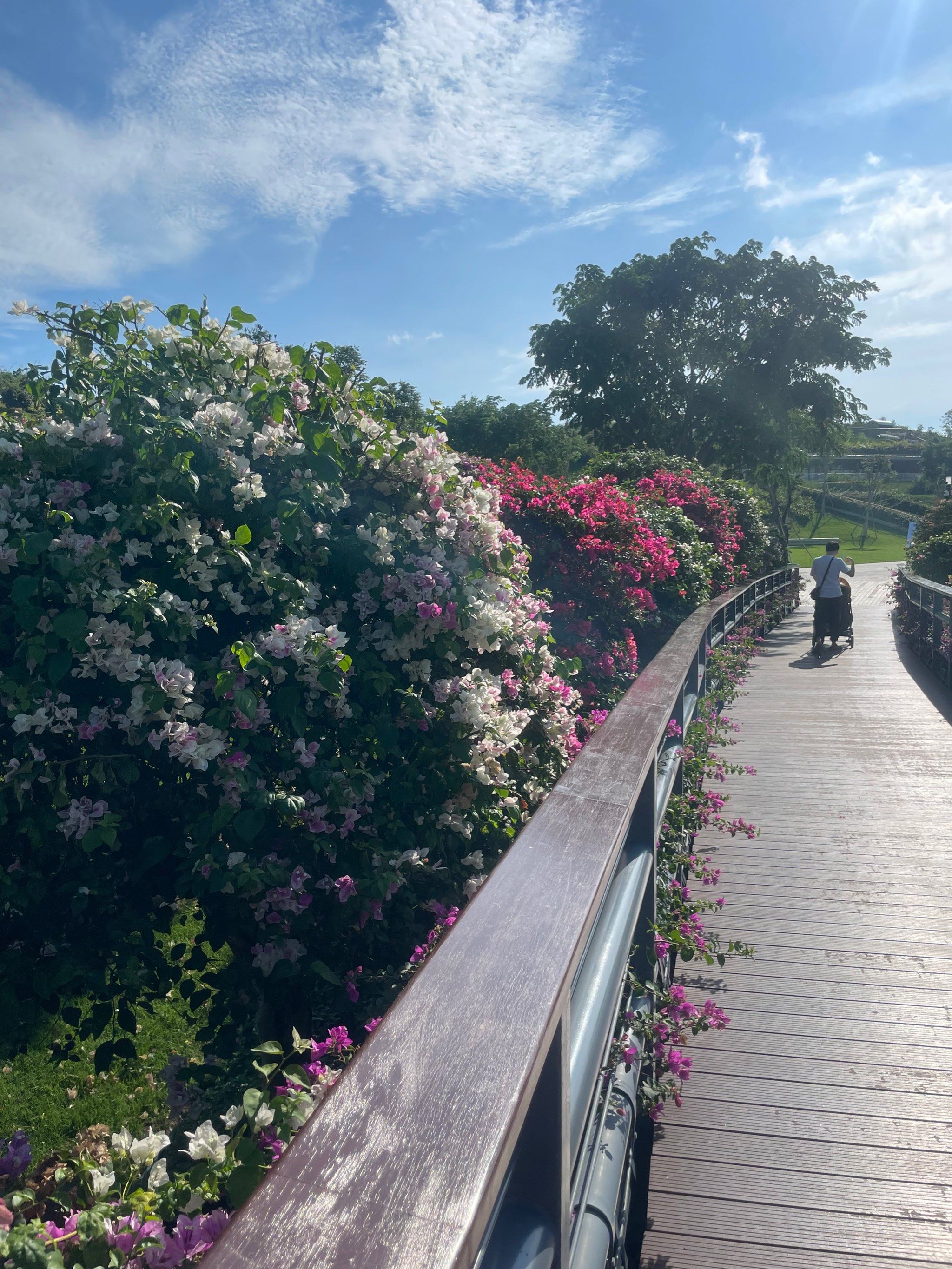 三亚三角梅科博园