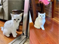 -东方名猫馆·英短金渐层布偶猫舍(环线广场1号楼店)