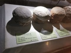 -河南自然博物馆