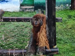 -西霞口神雕山野生动物世界