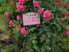 -鹅湖玫瑰文化园