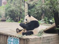 -广州长隆野生动物世界