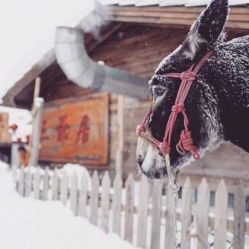 -TANG VISION全球旅拍