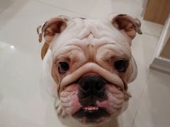 -圣宠动物医院·犬猫专科·影像中心·外科中心