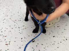 -瑞派康怡24h宠物医院·犬猫医疗中心·微创绝育(瑞景分院)