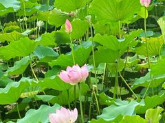 -荔湾湖公园