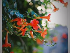 -上海植物园·停车场