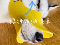 -Husky Go! 哈士奇体验馆·宠物咖啡厅狗咖